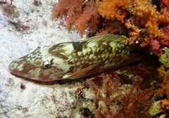 Lethrinidae
