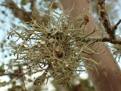 Ramalina