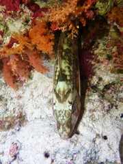 Lethrinidae