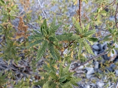 Chamaebatiaria millefolium