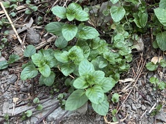 Clinopodium douglasii