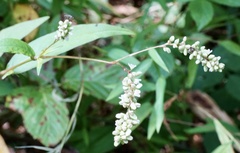 Persicaria pensylvanica