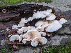 Crepidotus vulgaris