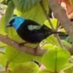 Stilpnia cyanicollis