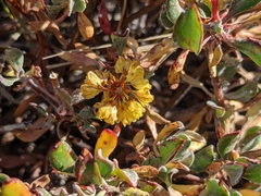Eriogonum umbellatum