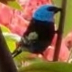 Stilpnia cyanicollis