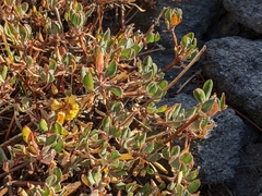 Eriogonum umbellatum
