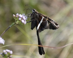 Chioides albofasciatus