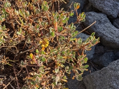 Eriogonum umbellatum