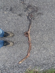 Drymarchon melanurus