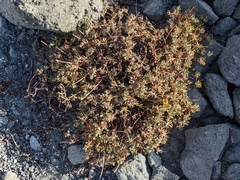 Eriogonum umbellatum