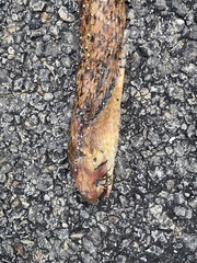 Drymarchon melanurus