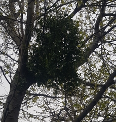 Ileostylus micranthus