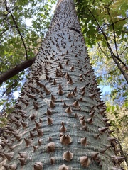 Ceiba pentandra
