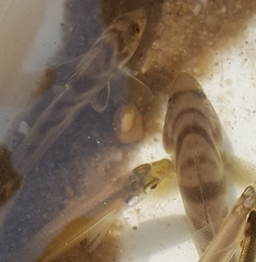 Menticirrhus saxatilis