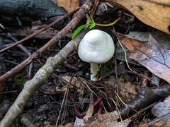 Inocybe geophylla