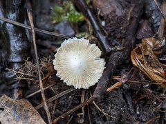 Inocybe geophylla