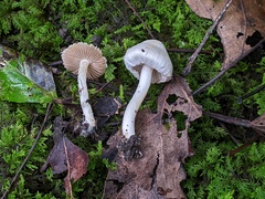 Inocybe geophylla
