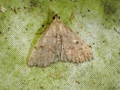 Zanclognatha protumnusalis