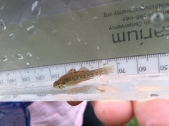 Etheostoma microperca