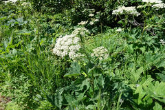 Heracleum maximum