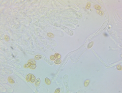 Crepidotus vulgaris
