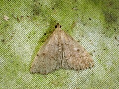 Zanclognatha protumnusalis