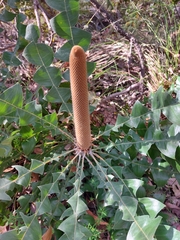 Banksia grandis