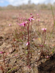 Utricularia tenella