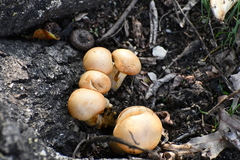 Gymnopilus junonius