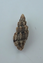 Favartia erosa