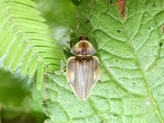 Aspisoma hesperum