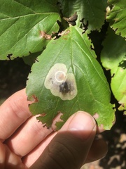 Cameraria hamameliella