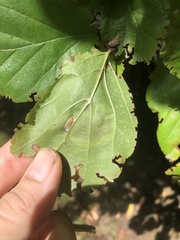 Cameraria hamameliella