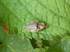 Aspisoma hesperum