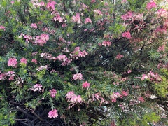 Grevillea juniperina