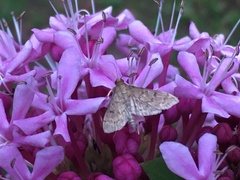 Herpetogramma bipunctalis