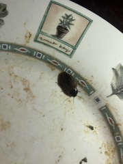 Pycnoscelus surinamensis