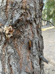 Urocerus californicus