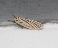 Tigrioides leucanioides