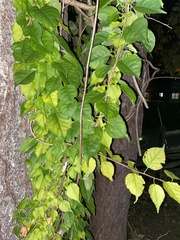 Celastrus orbiculatus