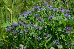 Centaurea montana