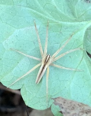 Pisaurina dubia