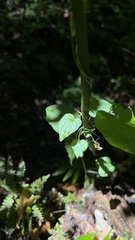 Dioscorea villosa