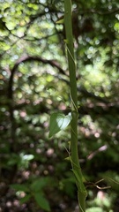 Dioscorea villosa