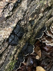 Kretzschmaria deusta