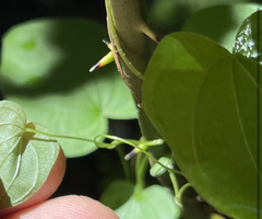 Dioscorea villosa