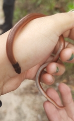 Tantilla melanocephala