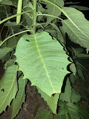 Brugmansia