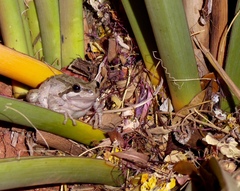 Pseudacris hypochondriaca